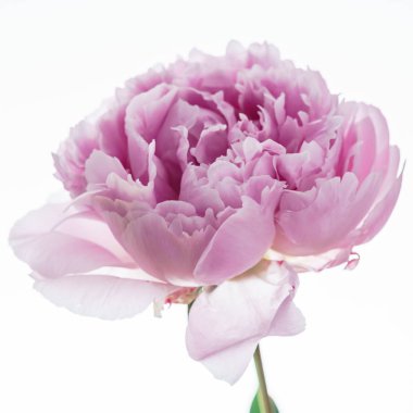 peony flower, close up