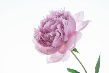 peony flower, close up