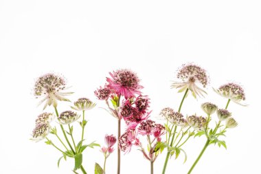 Beyaz arka plan üzerinde izole büyük masterwort çiçek (büyük Astrantia)