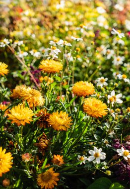 Çiçek Pot Bahçe. Flora 