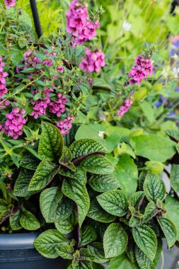 Çiçek Pot Bahçe. Flora 