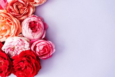 Güzel taze güller, kapatın.