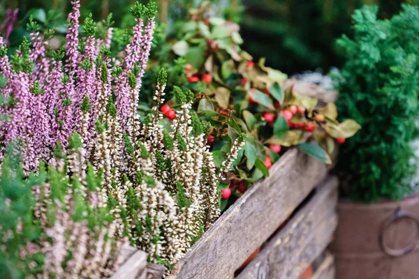 Blomsteraffär Utomhus Närbilder — Stockfoto