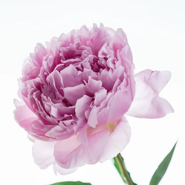 Fiore Peonia Vicino — Foto Stock