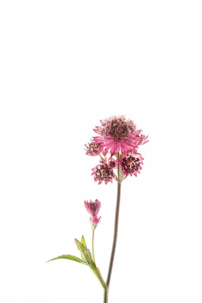 Great Masterwort Flowers Astrantia Major Isolated White Background — Stock Photo, Image
