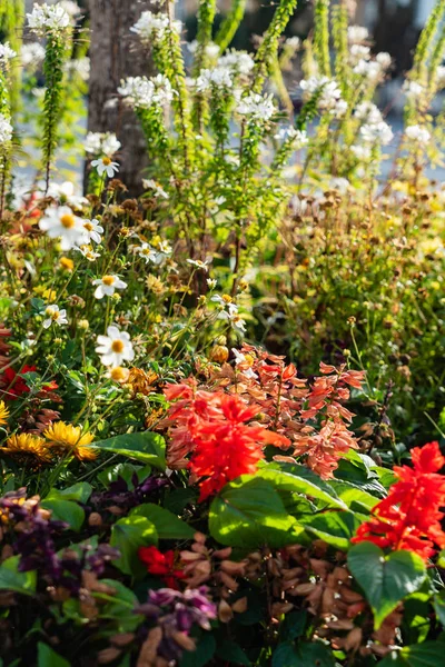 Flower Pot Gardening Flora — Stock Photo, Image