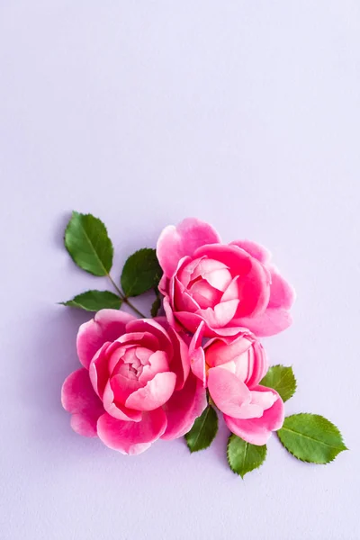 Schöne Rosa Rosen Nahaufnahme — Stockfoto