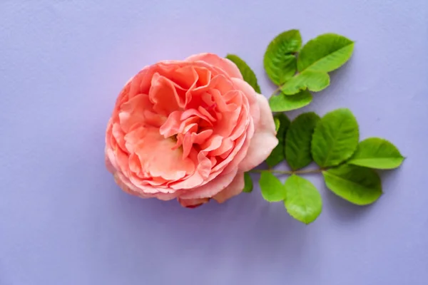 Nice Fresh Roses Close — Stock Photo, Image