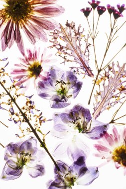 Beyaz arkaplanda kuru çiçekler