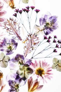 Beyaz arkaplanda kuru çiçekler