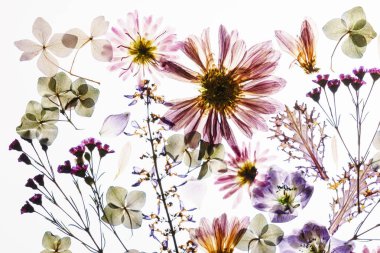 Beyaz arkaplanda kuru çiçekler