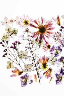 Beyaz arkaplanda kuru çiçekler