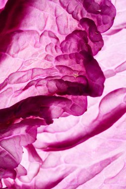 Çin lahanası mor, yakın çekim