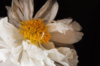 siyah arka plan üzerine Şakayık