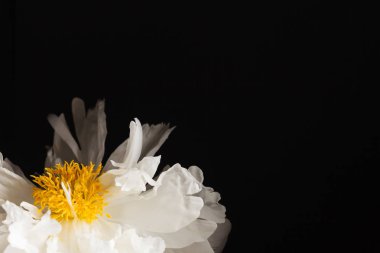 siyah arka plan üzerine Şakayık