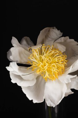 siyah arka plan üzerine Şakayık