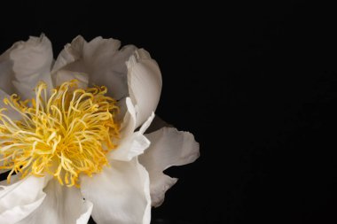 siyah arka plan üzerine Şakayık