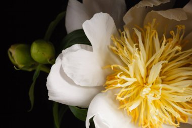 siyah arka plan üzerine Şakayık