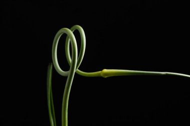 siyah arka plan üzerine sarımsak scape