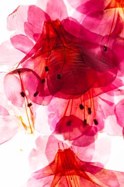 açelya çiçek beyaz zemin üzerine 