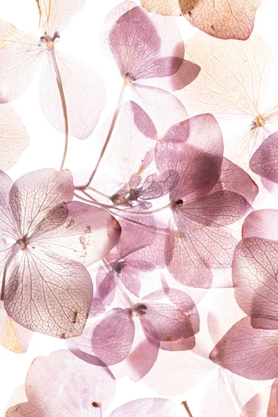 Pink Hydrangea Flowers White Background — Stock Photo, Image