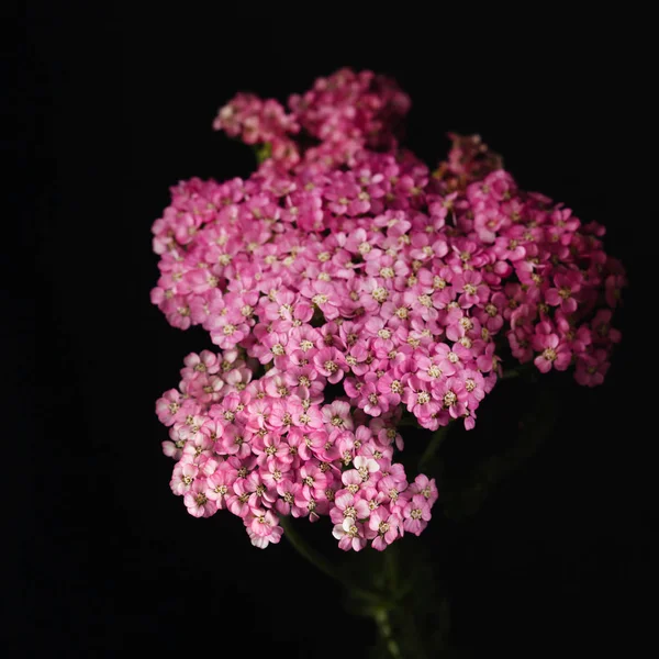 Květy Řebříčku Dramatické Černém Pozadí — Stock fotografie