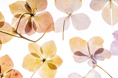 Beyaz arka plan üzerinde izole pembe ortanca çiçek