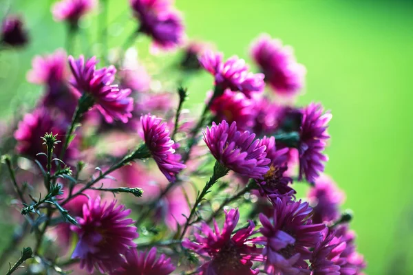 Purple Chrysanthemum Flowers Garden — Stock Photo, Image