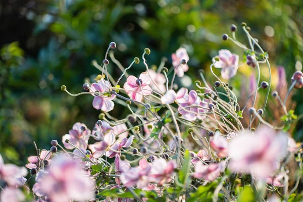 Japonské Sasanky Květiny Zahradě — Stock fotografie