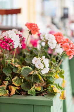 Sardunya çiçekleri kapanıyor
