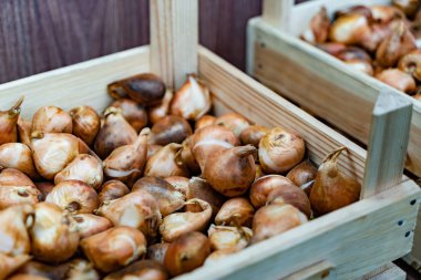 Hazırlık bahçesinde bahar sezonu için pink laleler ve sarı Nergis soğanları kutuları