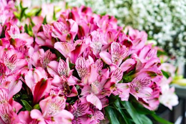 «Ana sayfa» güzellik frezya çiçek görünümü, doğal arka plan