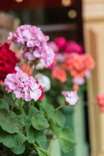 Geranium Flowers Close — Stock Photo, Image