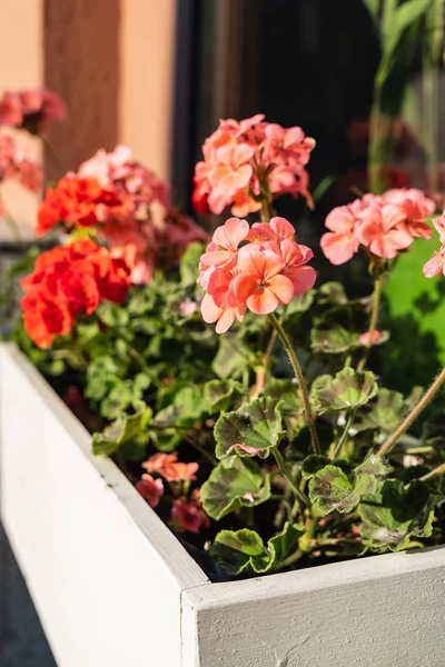 Geranienblüten Topf — Stockfoto