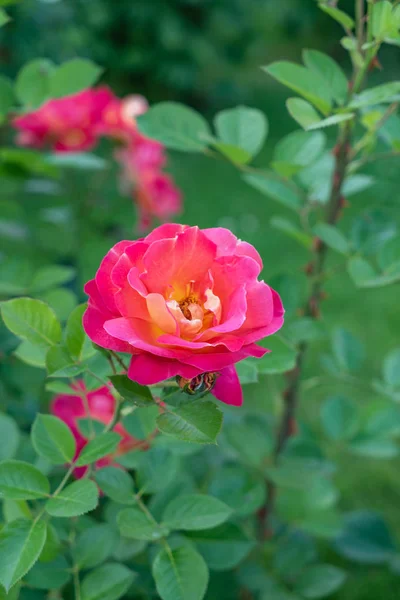 Rosas Parque Perto — Fotografia de Stock