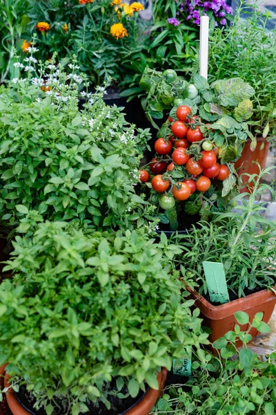 Different Herbs Vegetables Pot Container Garden — Stock Photo, Image