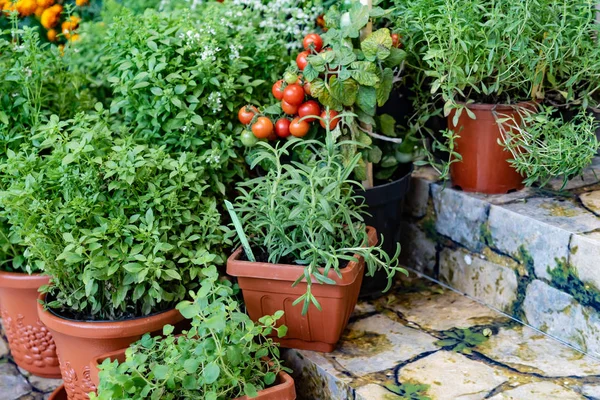 Different Herbs Vegetables Pot Container Garden — Stock Photo, Image