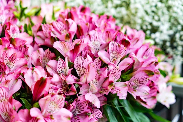 Schoonheid Freesia Bloemen Top Uitzicht Natuurlijke Achtergrond — Stockfoto