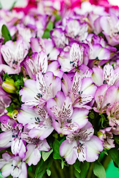 美しさのフリージアの花トップ ビュー 自然の背景 — ストック写真