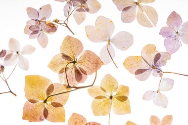 Beyaz arka plan üzerinde izole pembe ortanca çiçek