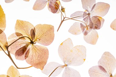 Beyaz arka plan üzerinde izole pembe ortanca çiçek