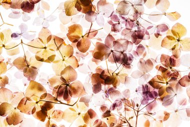 Beyaz arka plan üzerinde izole pembe ortanca çiçek