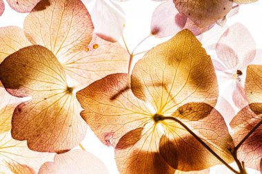 Beyaz arka plan üzerinde izole pembe ortanca çiçek