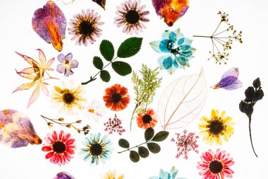 Beyaz arka plan üzerinde renkli çiçekler