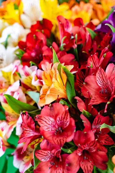 Kleurrijke Freesia Bloemen Bovenaanzicht Natuurlijke Achtergrond — Stockfoto