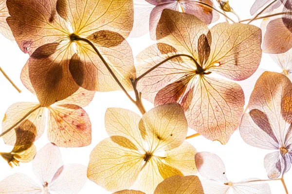 Flores Hortensias Rosadas Aisladas Sobre Fondo Blanco —  Fotos de Stock