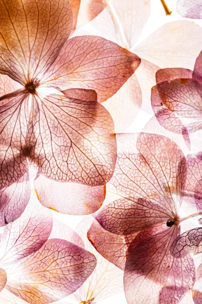 Flores Hortensias Rosadas Aisladas Sobre Fondo Blanco — Foto de Stock