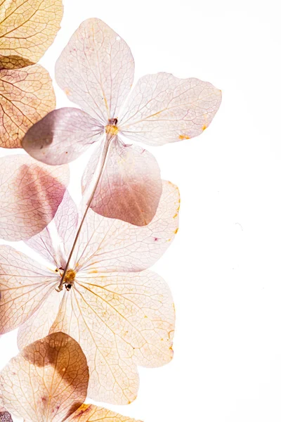 Flores Hortensias Rosadas Aisladas Sobre Fondo Blanco —  Fotos de Stock