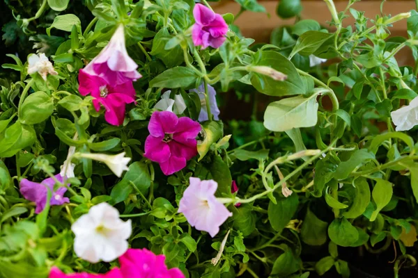 Yeşil Yaprakları Arka Plan Üzerinde Renkli Petunya Çiçek — Stok fotoğraf
