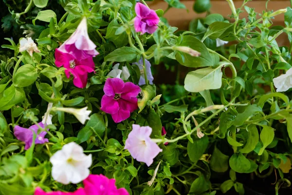 Fleurs Pétunia Colorées Sur Fond Feuilles Vertes — Photo